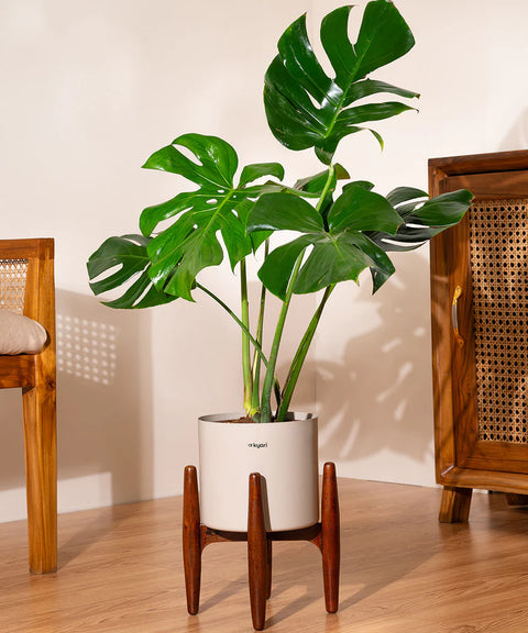 Monstera Deliciosa with Metal Self Watering Pot