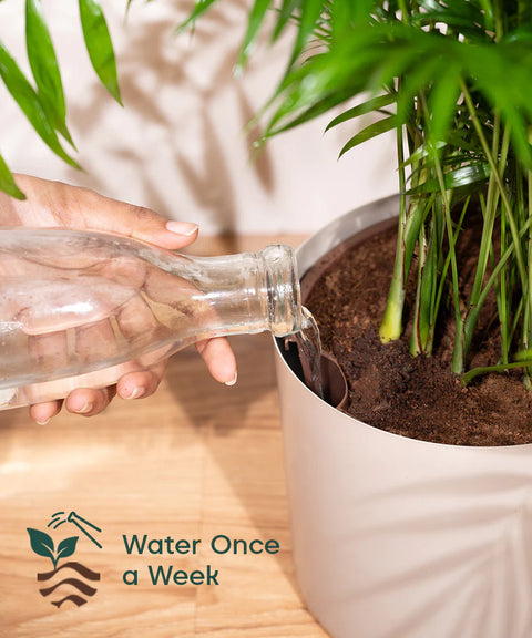Monstera Deliciosa with Metal Self Watering Pot