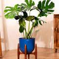 Monstera Deliciosa with Metal Self Watering Pot