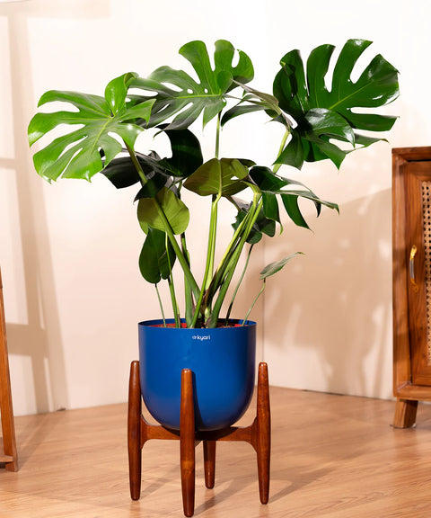 Monstera Deliciosa with Metal Self Watering Pot