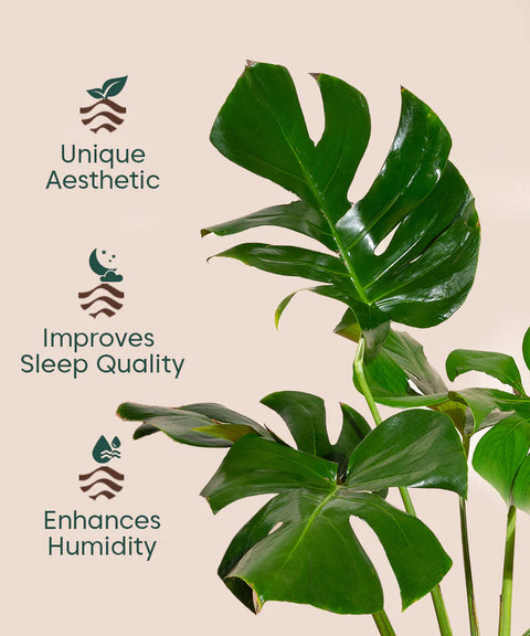 Monstera Deliciosa with Metal Self Watering Pot