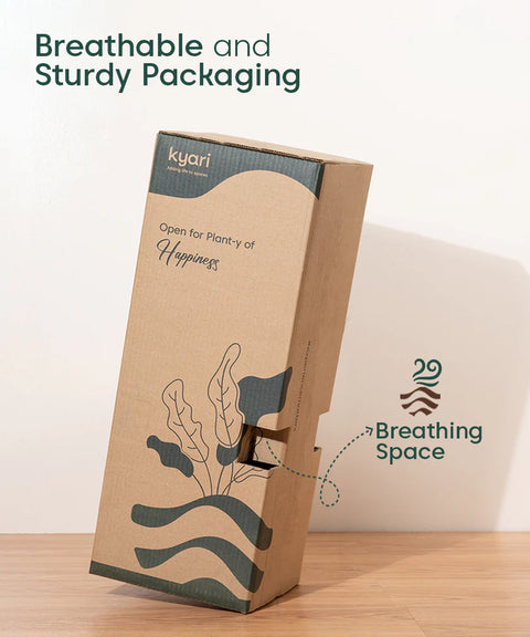 Monstera Deliciosa with Metal Self Watering Pot